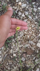 Erysimum cuspidatum