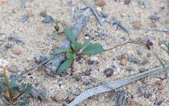 Goodenia cycnopotamica