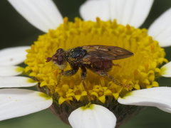 Myopa stigma