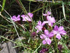 Dianthus glacialis