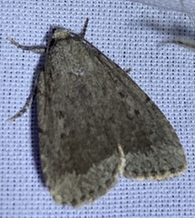 Amphipyra glabella