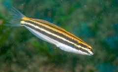 Petroscirtes fallax