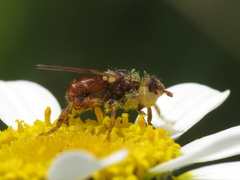 Myopa stigma