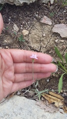 Xeranthemum cylindraceum