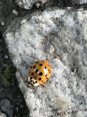 Harmonia axyridis