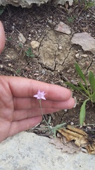 Xeranthemum cylindraceum