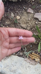 Xeranthemum cylindraceum