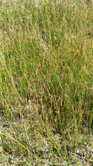 Juncus mexicanus