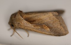 Bellura densa