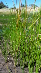 Eleocharis macrostachya