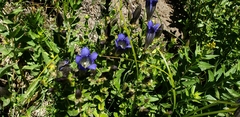Gentianopsis holopetala