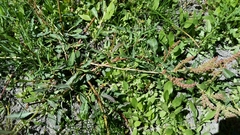 Rumex californicus