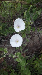 Convolvulus betonicifolius