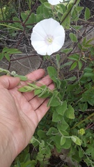Convolvulus betonicifolius