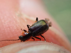 Axinotarsus pulicarius