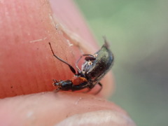 Axinotarsus pulicarius