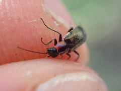 Axinotarsus pulicarius