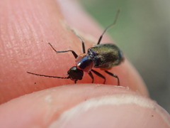 Axinotarsus pulicarius