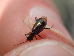 Axinotarsus pulicarius