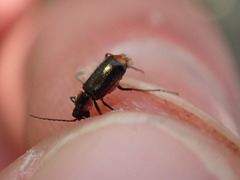 Axinotarsus pulicarius