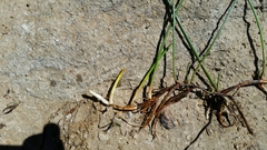 Eleocharis macrostachya