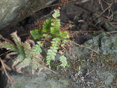 Arachniodes rhomboidea