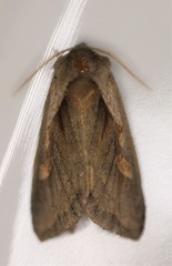 Bellura densa