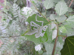 Phyllocnistis labyrinthella