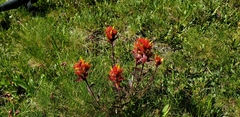 Castilleja peirsonii