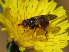 Myopa stigma