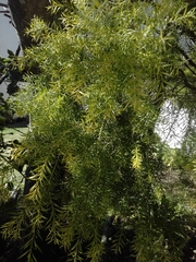 Tracheophyta
