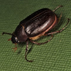 Phyllophaga rugosa