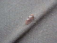 Oncopsis flavicollis