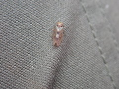 Oncopsis flavicollis