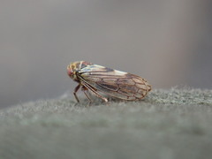 Oncopsis flavicollis