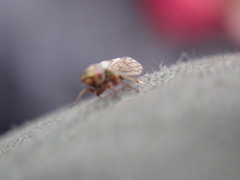 Oncopsis flavicollis