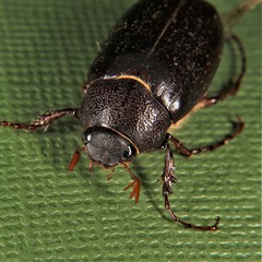 Phyllophaga rugosa