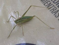 Odontura aspericauda