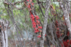 Hakea orthorrhyncha