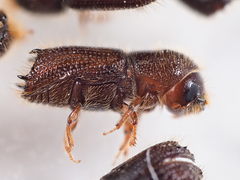 Pityokteines spinidens