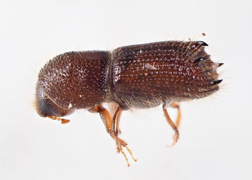Pityokteines spinidens