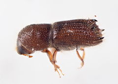 Pityokteines spinidens