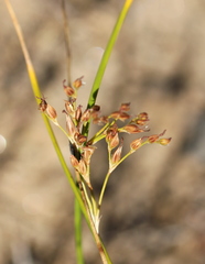 Juncus mexicanus
