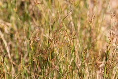 Juncus mexicanus