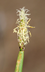 Eleocharis macrostachya
