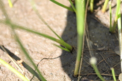 Eleocharis macrostachya