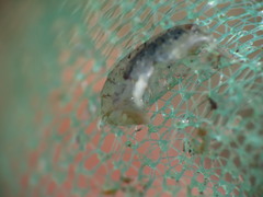 Gammarellus angulosus