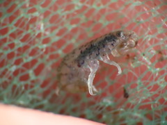 Gammarellus angulosus