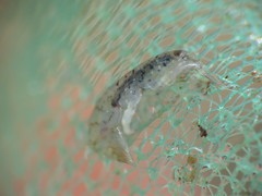 Gammarellus angulosus