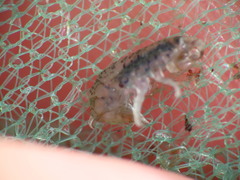 Gammarellus angulosus